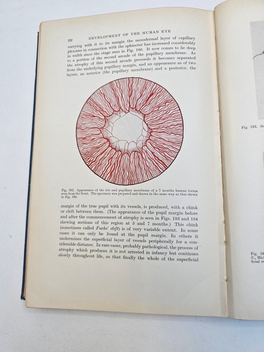 Preview of the first image of Ida C. Mann - The development of the human eye - 1928.