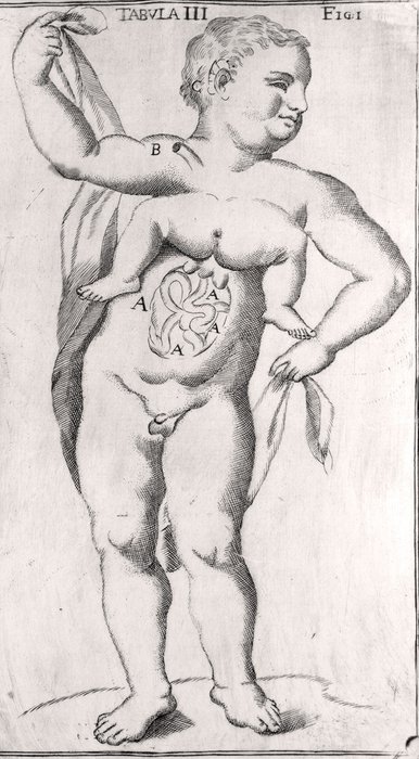 Preview of the first image of Antonio Vallisneri - Istoria della generazione dell'uomo e degli animali - 1721.