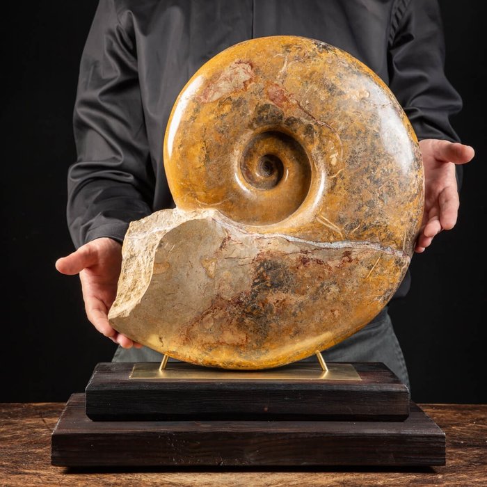 Riesiger fossiler Ammonit – künstlerischer Sockel aus Holz und Messing - Tierfossil - Pachylytoceras Dilucidum - Belmont Quarry, France - 47 cm - 40 cm