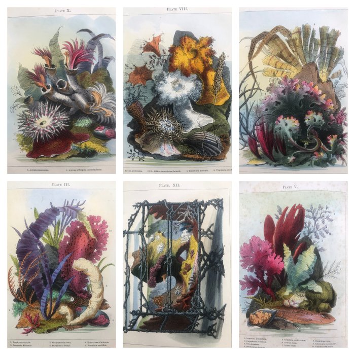 Preview of the first image of H. Noel Humphreys. - Ocean Gardens: History of the Marine Aquarium. { 12 hand coloured } - 1857.