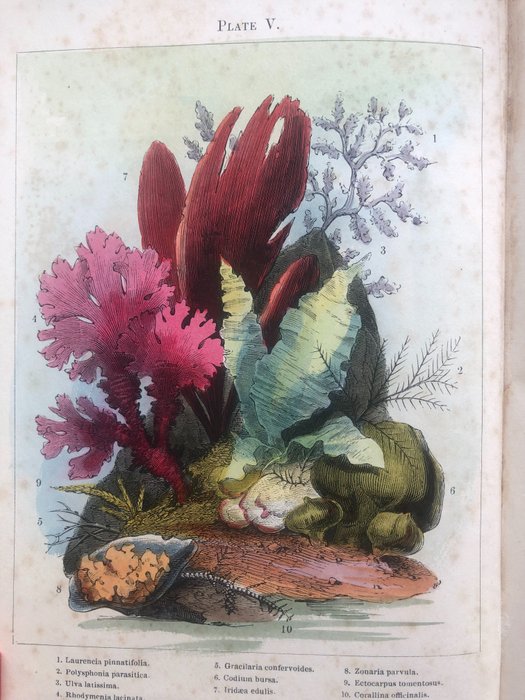 Image 3 of H. Noel Humphreys. - Ocean Gardens: History of the Marine Aquarium. { 12 hand coloured } - 1857