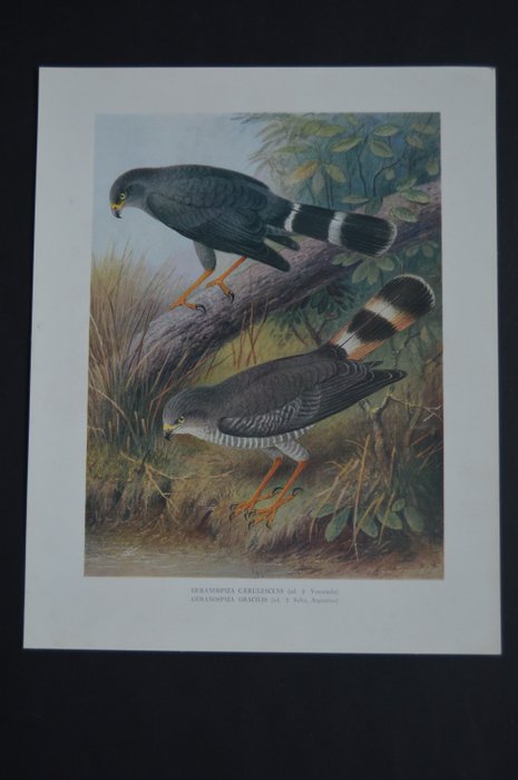 Image 3 of H. Grönvold - A monograph of the birds of prey - 1930