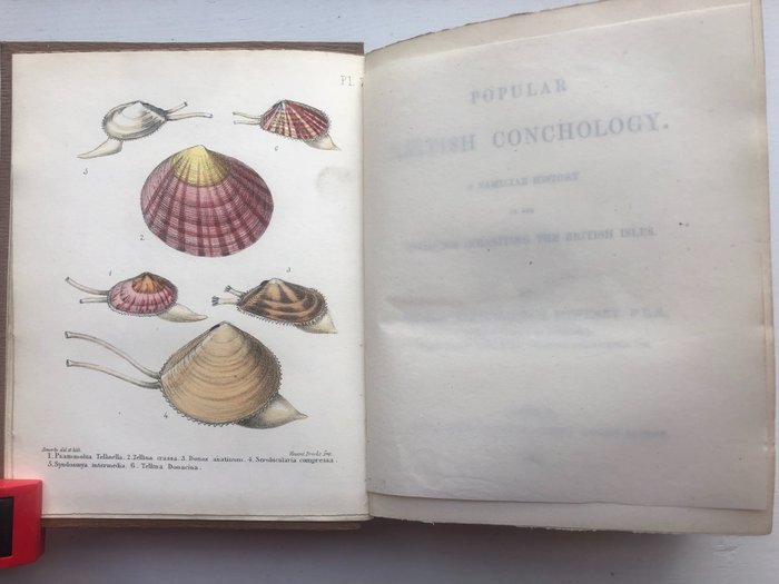 Image 3 of George B. Sowerby. - Popular British Conchology. {20 hand coloured} - 1854
