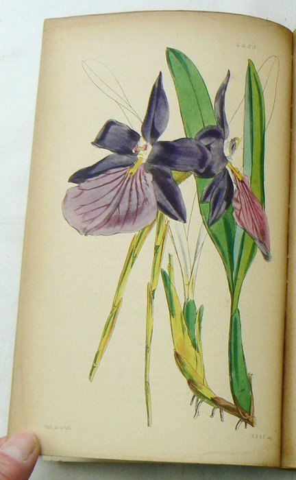 Image 3 of William Jackson Hooker, John Smith - Curtis's Botanical Magazine; comprising the Plants of the Roya