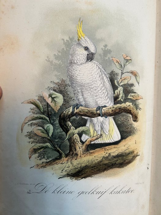 Preview of the first image of Keulemans - Onze vogels in huis en tuin - 1869/1876.
