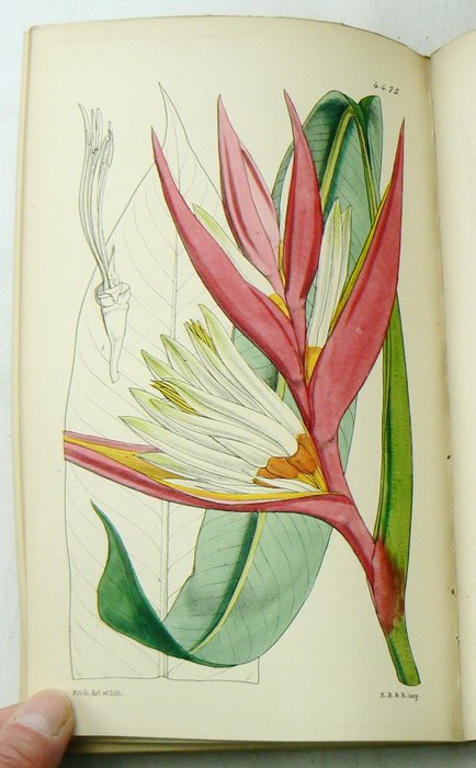 Image 2 of William Jackson Hooker, John Smith - Curtis's Botanical Magazine; comprising the Plants of the Roya