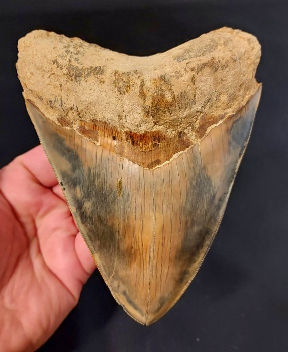 Megalodon – Tand – GIANT MEGALODON TOOTH – 144×114×28 mm
