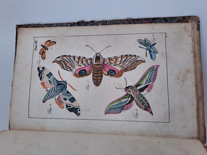 Preview of the first image of J.J. Schott - Schmetterlingskalender - 1830.