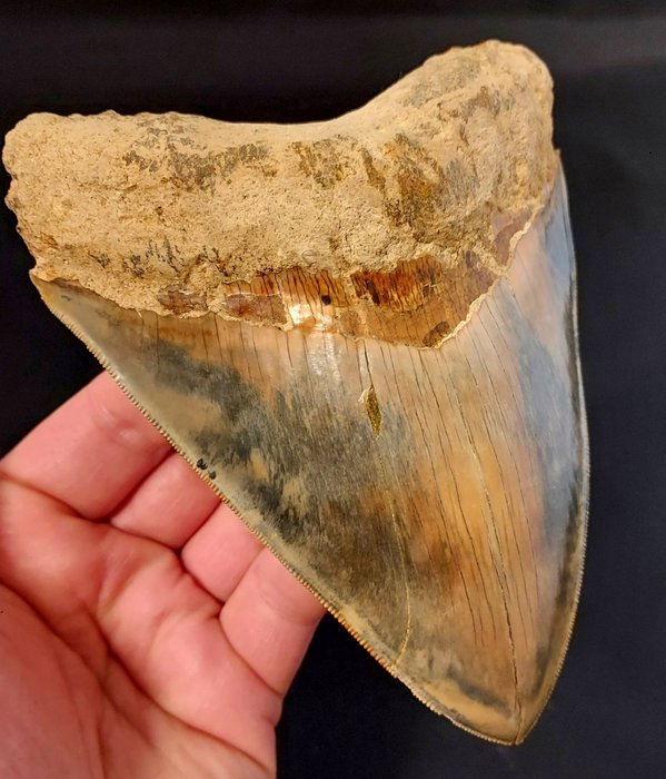 Megalodon – Tand – GIANT MEGALODON TOOTH – 144×114×28 mm
