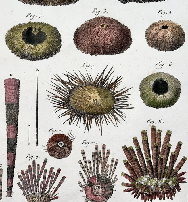Image 3 of Lot of 2 Quarto engravings by Pietro Scattaglia 1739 ca-1810 - Sea urchins, marine life, hand colou