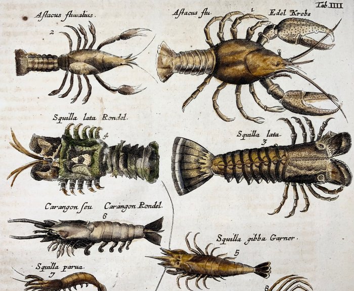 Image 3 of Matthäus I Merian (1593-1650) - Folio, squid, lobster, crab, marine life, prawns