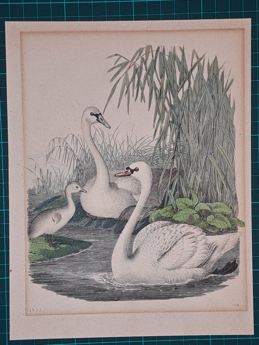 Image 2 of Onbekende graveur - Ornithology - 5 prints