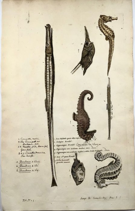 Image 2 of Paul van Somer (1577-1621) - Ichthyology, Seahorse, Hippocampus, Gar, Trumpet fish, Large folio cop