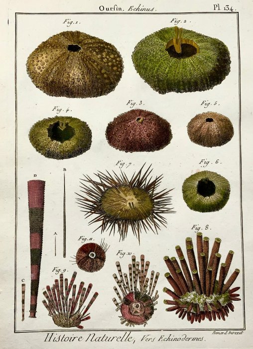 Image 2 of Lot of 2 Quarto engravings by Pietro Scattaglia 1739 ca-1810 - Sea urchins, marine life, hand colou