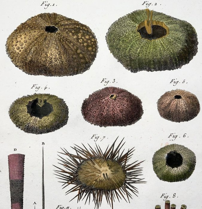 Preview of the first image of Lot of 2 Quarto engravings by Pietro Scattaglia 1739 ca-1810 - Sea urchins, marine life, hand colou.