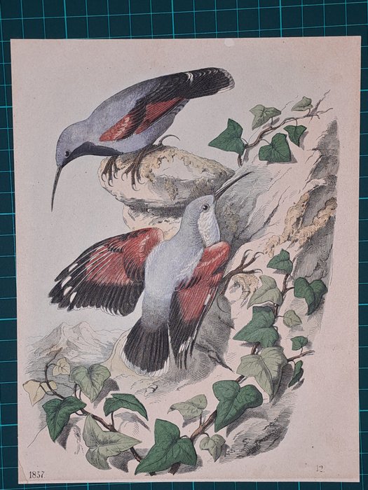 Image 3 of Onbekende graveur - Ornithology - 5 prints