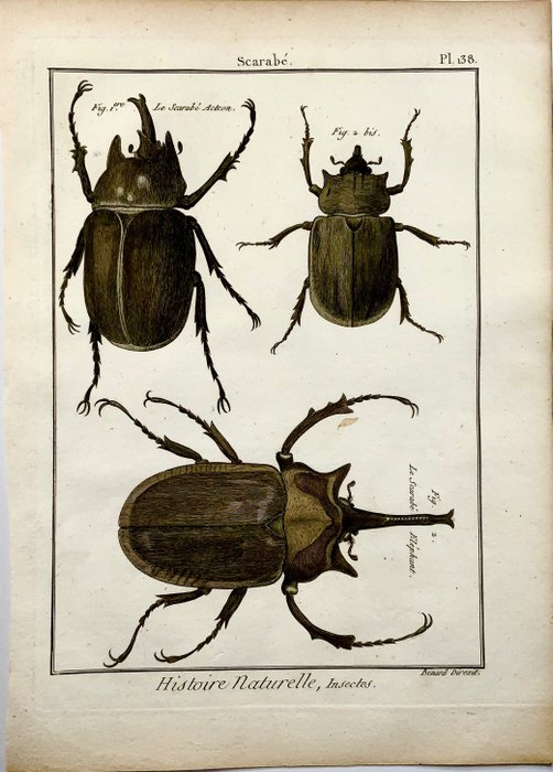 Image 2 of Lot of 2 quarto by Pierre André Latreille (1762 - 1833) ; Benard sc. - Scarab Beetles