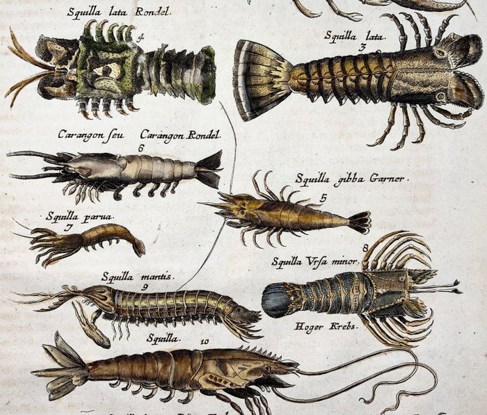 Image 2 of Matthäus I Merian (1593-1650) - Folio, squid, lobster, crab, marine life, prawns