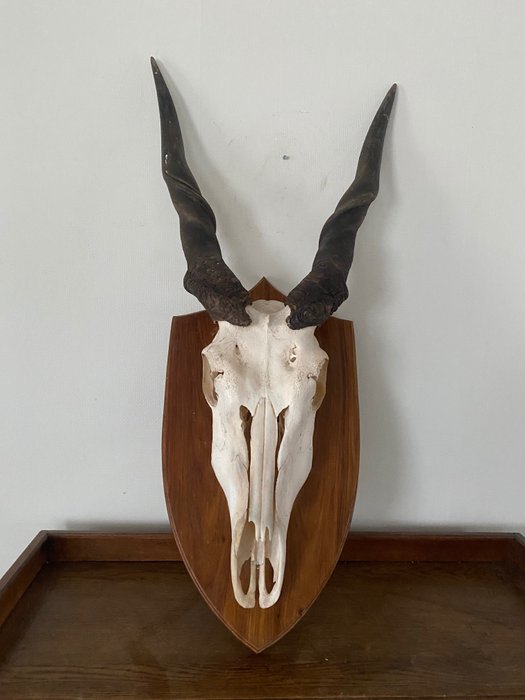 Eland Antilooppi Täytetyn eläimen seinäkiinnike - Taurotragus oryx - 105 cm - 48 cm - 18 cm - Ei-CITES-kohde - 1