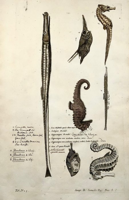 Preview of the first image of Paul van Somer (1577-1621) - Ichthyology, Seahorse, Hippocampus, Gar, Trumpet fish, Large folio cop.