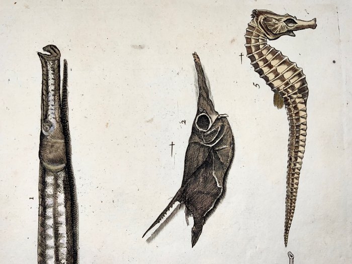 Image 3 of Paul van Somer (1577-1621) - Ichthyology, Seahorse, Hippocampus, Gar, Trumpet fish, Large folio cop