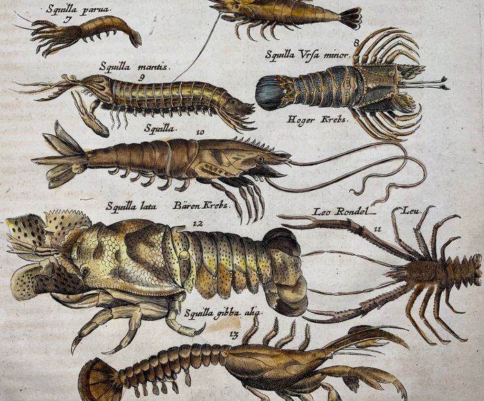 Preview of the first image of Matthäus I Merian (1593-1650) - Folio, squid, lobster, crab, marine life, prawns.