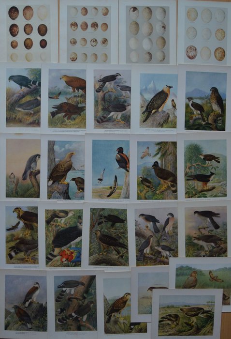 Image 2 of H. Grönvold - A monograph of the birds of prey - 1930