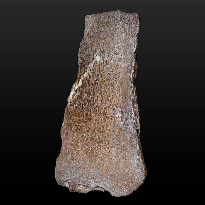 φανταστικό Gembone - μεταλλοποιημένο οστό δεινοσαύρου - Απολιθωμένο οστό - Dinosauria - 18.5 cm - 11.5 cm
