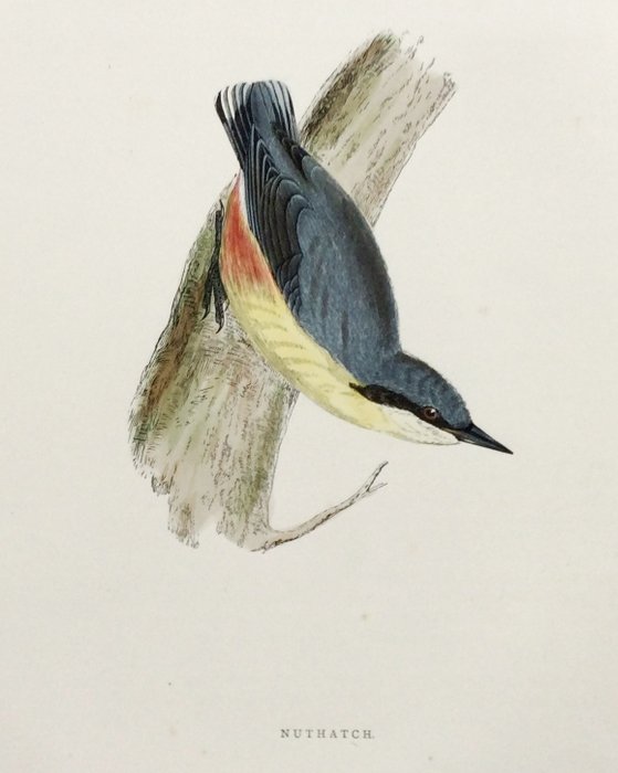 Image 3 of F.O. Morris / Alexander Lydon / Benjamin Fawcett - A History of British Birds [set of plates] - 189