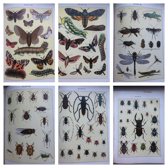 Preview of the first image of August Kappel / Egmont Kirby - Beetles Butterflies Moths and other Insects. { 13 plates} - 1893.