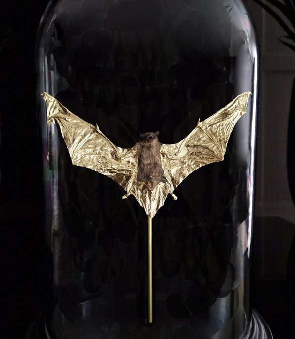 Pipistrello realizzato in foglia d'oro 24 carati sotto cupola - con certificato di autenticità - Tylonycteris Robustula - 32×20×20 cm