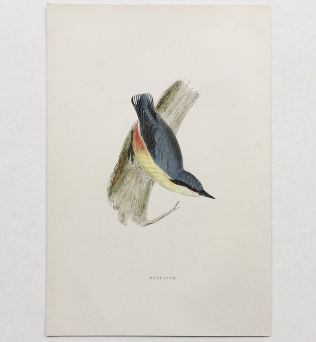 Image 2 of F.O. Morris / Alexander Lydon / Benjamin Fawcett - A History of British Birds [set of plates] - 189