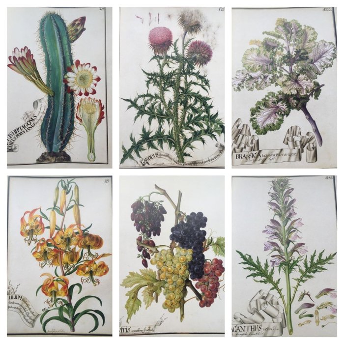 Preview of the first image of Hans Walter Lack - A Garden for Eternity, The Codex Liechtenstein { 94 colour & 28 b/w Plates) - 20.