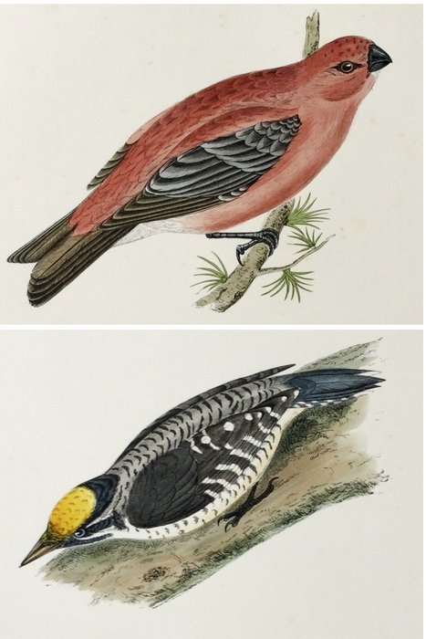 Preview of the first image of F.O. Morris / Alexander Lydon / Benjamin Fawcett - A History of British Birds [set of plates] - 189.