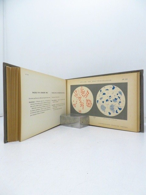 Preview of the first image of [Collectif] - Atlas de Bacteriologie - 1910.