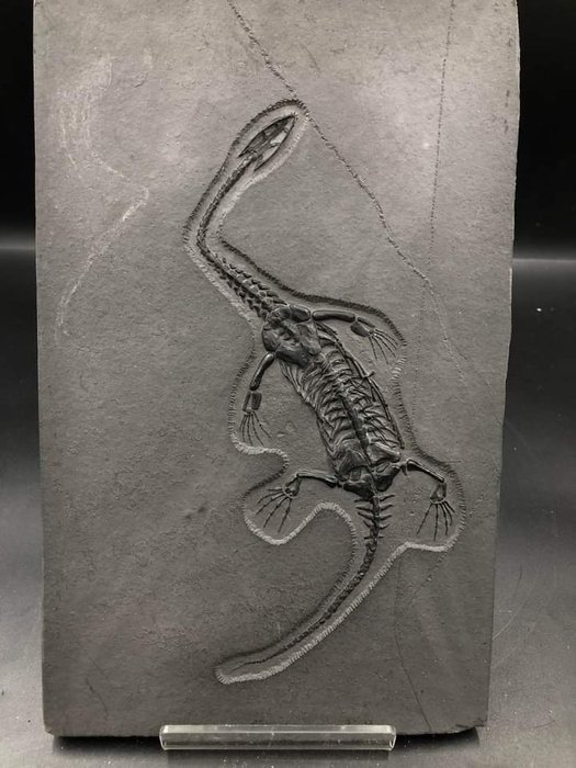 凱喬龍 sp. （複製品） 標本牆壁支架 - Keichousaurus - 28 cm - 18 cm - 1 cm - 非《瀕臨絕種野生動植物國際貿易公約》物種