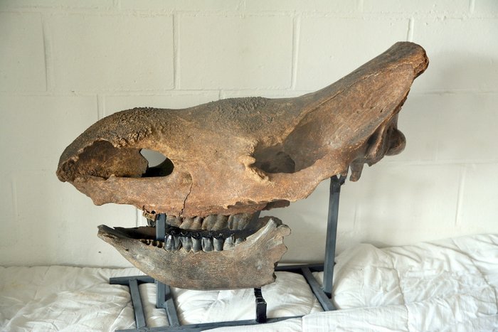 Wolharige neushoorn – Schedel – Coelodonta antiquitatis – 61×32×76 cm