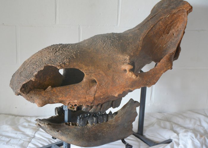Rinocerul lânos Craniu - Coelodonta antiquitatis - 60 cm - 77 cm - 25 80