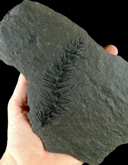 Fossil växt med exceptionell bevarande!! - Åkerfräken (equisetales) - Fossiliserad växt - Asterophyllites equisetiformis (SCHLOTHEIM;  BRONGNIART, 1828) - 20 cm - 13 cm
