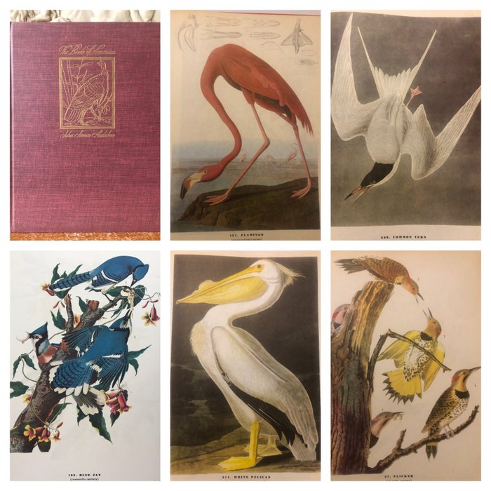 John James Audubon - The Birds of America [435 full page coloured illustrations] - 1946