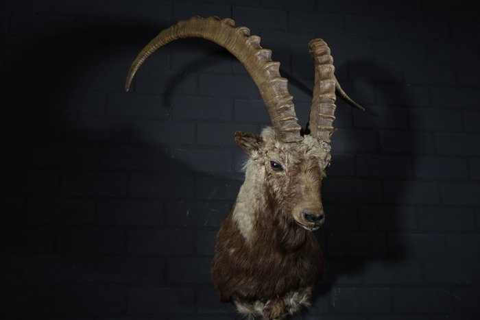 西伯利亚野山羊 - 成年雄性 - 大肩扛 - Capra ibex - 85×55×95 cm - non-CITES species