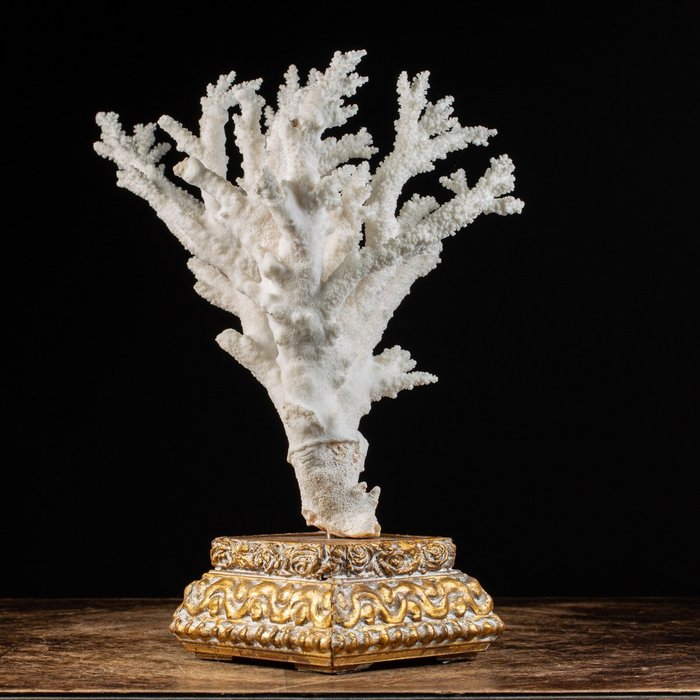 Madrepora su base Ramo di corallo su base in stile Vittoriano - Madrepora Acropora Florida - 350×315×195 mm