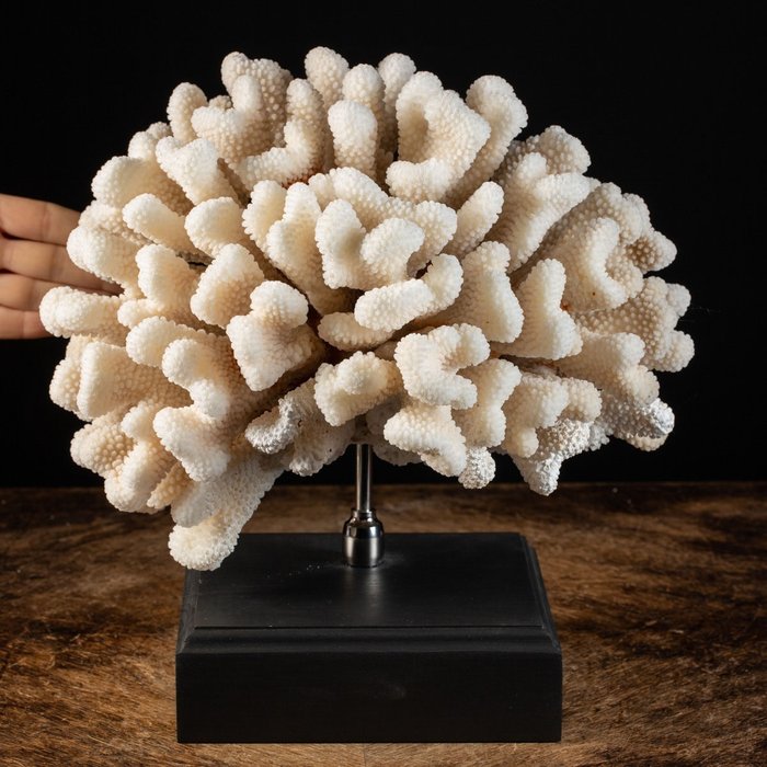 Exklusive natürliche Madrepora – weißer Korallenbaum des Lebens – Koralle - Pocillopora eydouxi - 295×290×210 mm