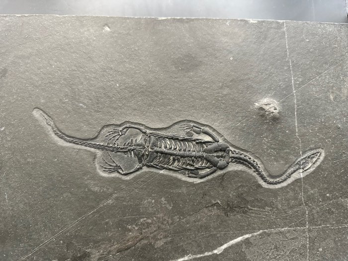 Maritime reptiler - Fossil matrise - Keichousaurus sp.+ Model