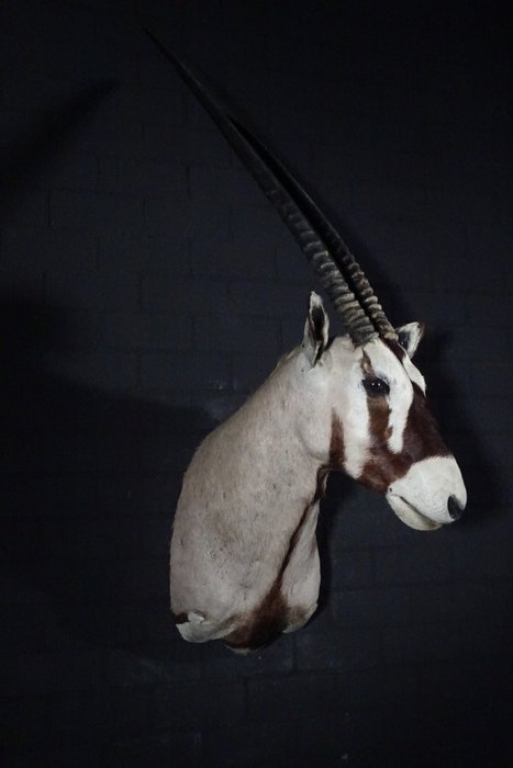 Gemsbok Hovedmontage - Oryx gazella - 50×65×130 cm