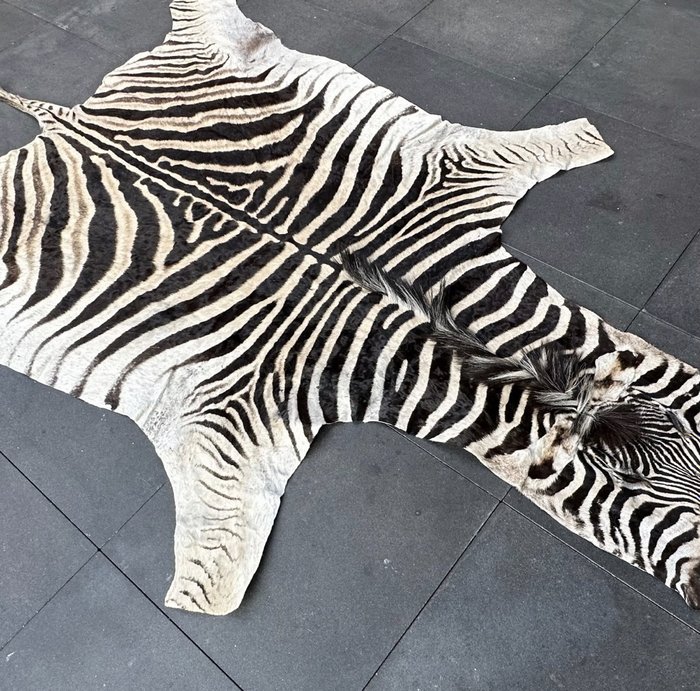 Fine Plains Zebra Skin with Head – extra large specimen – – Equus quagga burchellii – 1×170×290 cm – non-CITES species