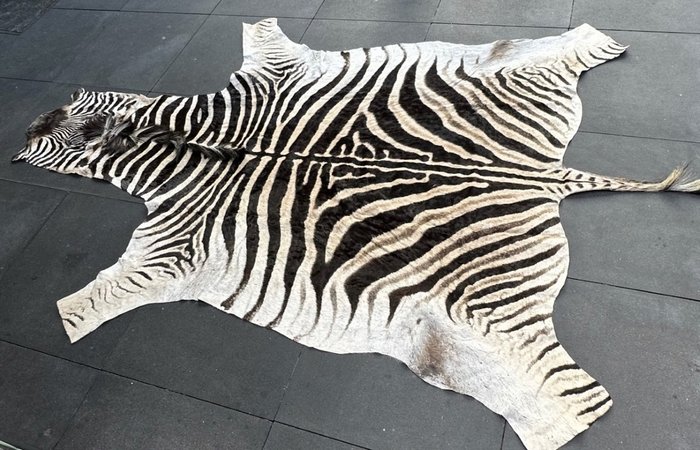 Fine Plains Zebra Skin with Head – extra large specimen – – Equus quagga burchellii – 1×170×290 cm – non-CITES species