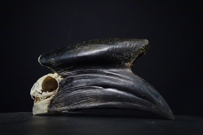 bucero cranio - adult black male - 20×0×0 cm - 1
