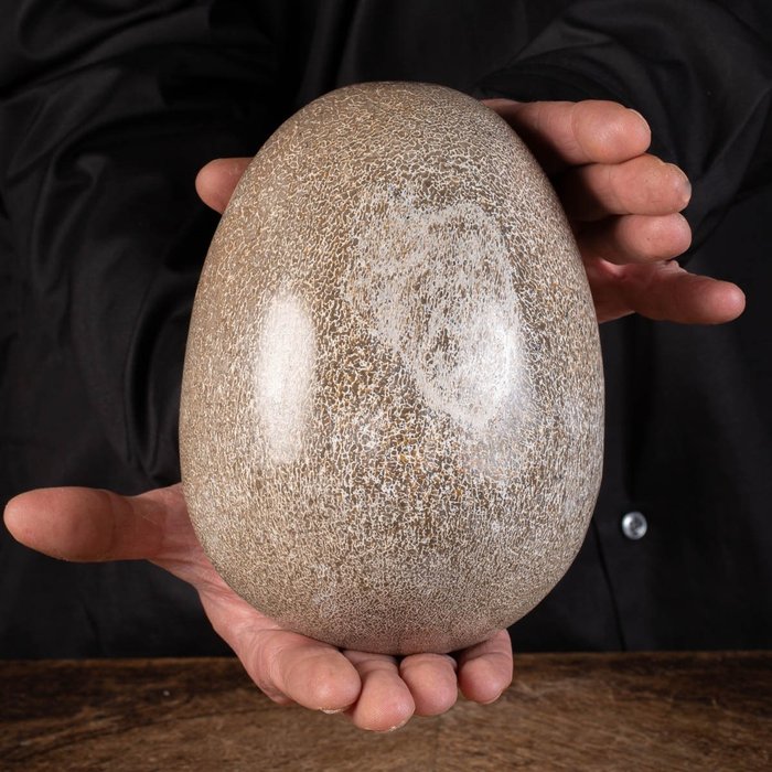 Suuri muna, valmistettu dinosauruksen luista - Fossiilinkappale - Sauropod - 180 mm - 135 mm