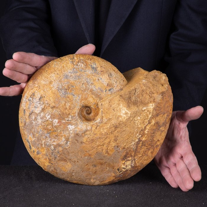 化石貝殼 - 310×250×120 mm